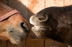 Stillwater veterinarians offer equine dentistry